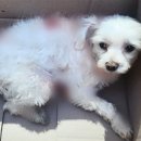 대한동물병원(출장전문) 이미지