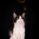 다다쿤(DADACOON) 이미지