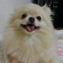 도도