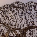 소리나무 이미지