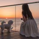 비놀리안 이미지