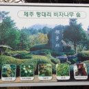 조아모루