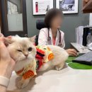 강서YD동물의료센터 이미지