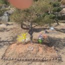 일산수목장
