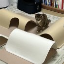 초초펫 | 고양이 사냥놀이 필수템 소심한 호랑이 미로형 터널! 네이버 펫 바우처 구매 꿀팁