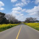 가시리 유채꽃길 이미지