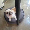 낼름&애견샵 | 경산애견미용 시지애견미용 시츄미용