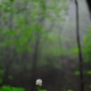 산비나 이미지