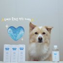 다다덴탈 | 손쉬운 덴탈케어 물에 타주면 끝! 강아지 치석 관리 본아페티 덴탈드링크 후기