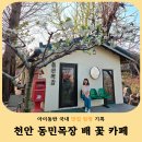 가야목장 | 천안 동민목장 카페 후기 지금 꼭 가야 하는 배꽃 카페 추천!