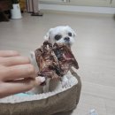 올리스낵 | 전주강아지수제간식 l 24시간 무인매장이라 아무때나 구매할 수 있는 강아지 수제간식! [전주 올리스낵]