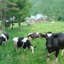 대산목장 이미지