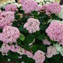 공주-53 이미지