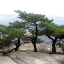 소나무 풍경 이미지