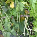 여주-0461 이미지