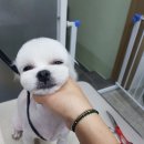 비비드그루밍 이미지