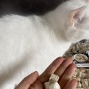 애기미 | 고양이 영양간식 북어트릿 네모북어 가성비간식 저렴하게 사는 방법