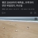 펭귄 2000마리 떼죽음…우루과이 연안 뒤덮었다, 무슨일 이미지