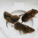 Mice 사냥, 생쥐, 새앙쥐 이미지