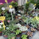 가야농약종묘사 이미지