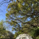 예산느티나무캠핑장 | 한적한 캠핑장, 가족 캠핑장 찾으신다면 ‘예산느티나무캠핑장’ (데크A 사이트 후기)