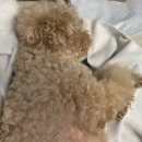 몽그라피