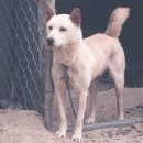 진도개사랑 이미지