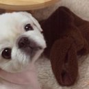 허그도그 이미지