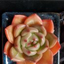 청하다육