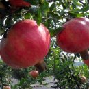 이지연농장 이미지