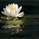 새들한의원 이미지