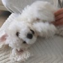 발리당 | 누나야 누나야 댕댕이는 누나가 좋더라 -강아지 일상-
