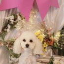 아름다울개 이미지