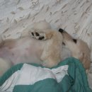 우리퍼피 이미지