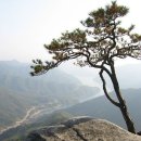 노송 Daum카페