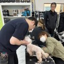 추건우애견미용학원
