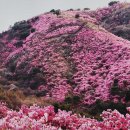 강화도 고려산 진달래축제~ 이미지