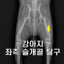 위례중앙동물의료센터 이미지