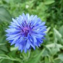 3월5일 탄생화 수레국화 (Corn Flower) 이미지