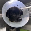 레오메디칼 이미지