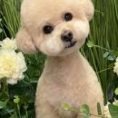 멍멍살롱 이미지