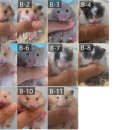 부산햄스터분양행복햄
