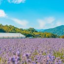 사라실 라벤더 단지 이미지