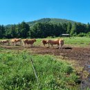 거대한우농장 이미지