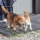 양평펜션벨뷰 | 양평 수영장,스파,독체,바베큐 "벨뷰펜션" 숙박후기