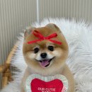 퍼피썬 | [천안] 애견 미용 퍼피썬 포메 곰돌이컷 내돈내산