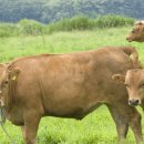 경락농장 이미지