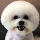 김언니 펫살롱 이미지