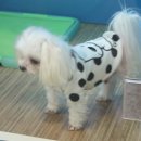 몰리스펫샵 이미지