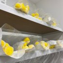 [일상] 소중한 사람한테 선물하기 좋은 강남꽃집 / 논현역꽃집 “꼰띠고플로라” 후기🌼